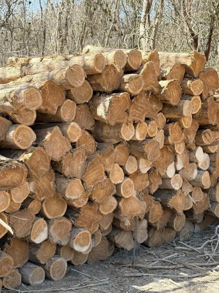 [10272] ROUND LOG  *GIRTHS*80-84.99cm*2.5m*  XP