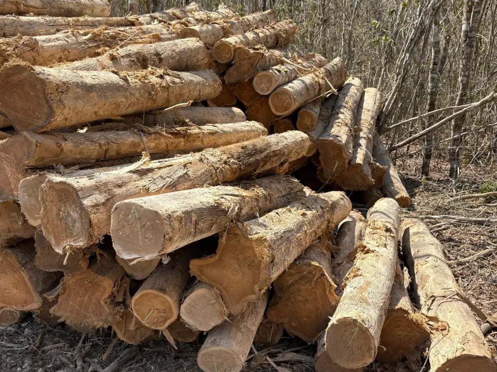 [10273] ROUND LOG  *GIRTHS*85-89.99cm*2.5m*  XP